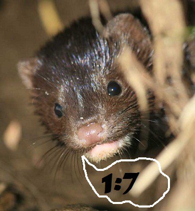 Review: Deportivo 1:7 Norky (0:3) [11/12]